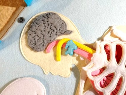 Lidské tělo 60 cm - sada výřezů pro vlastní ušití