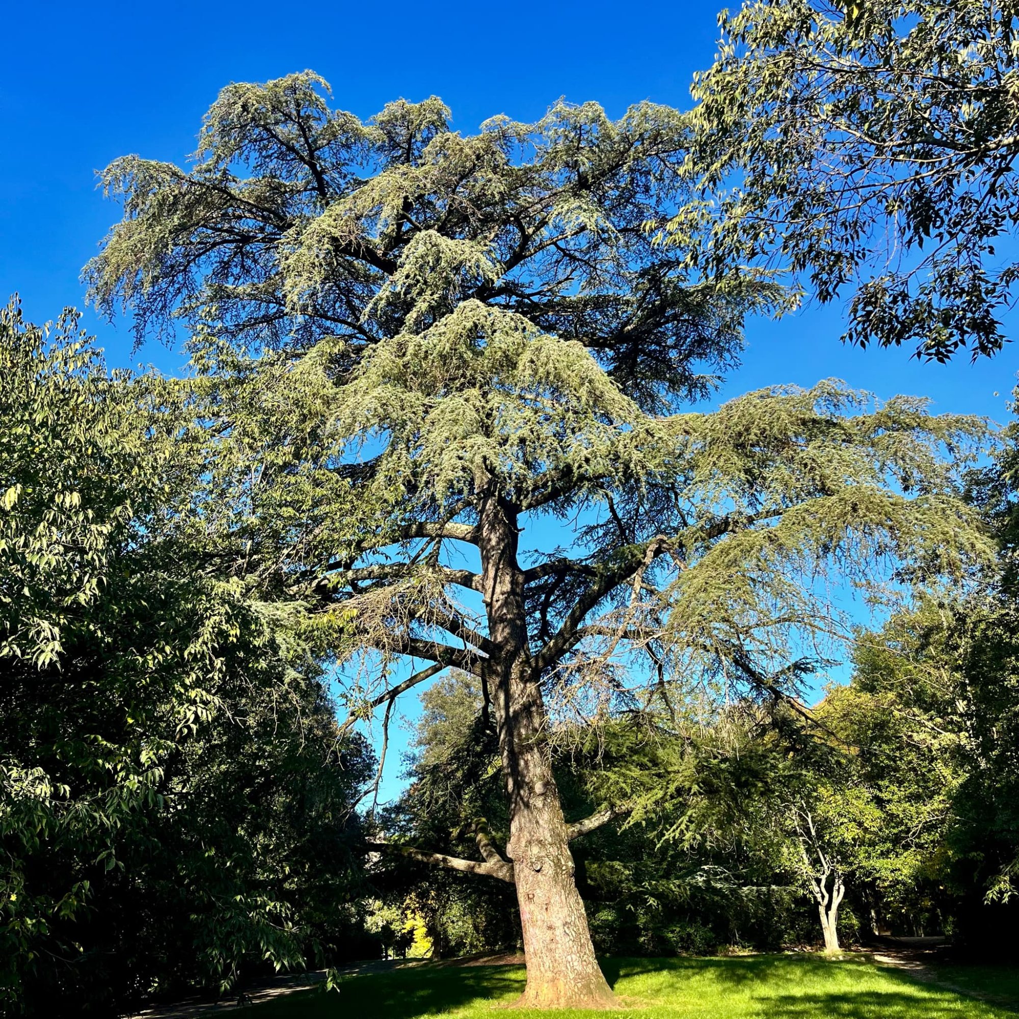 Cedry do zahrady: Jak vybrat ten pravý a na co si dát pozor