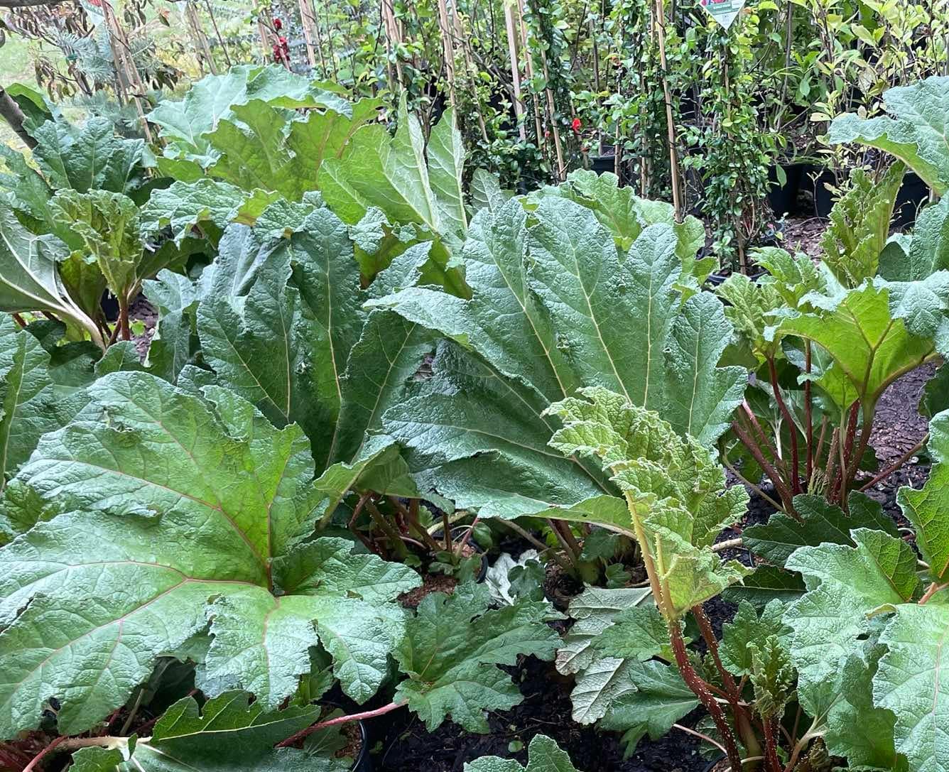 Jak funguje Ráj flóry