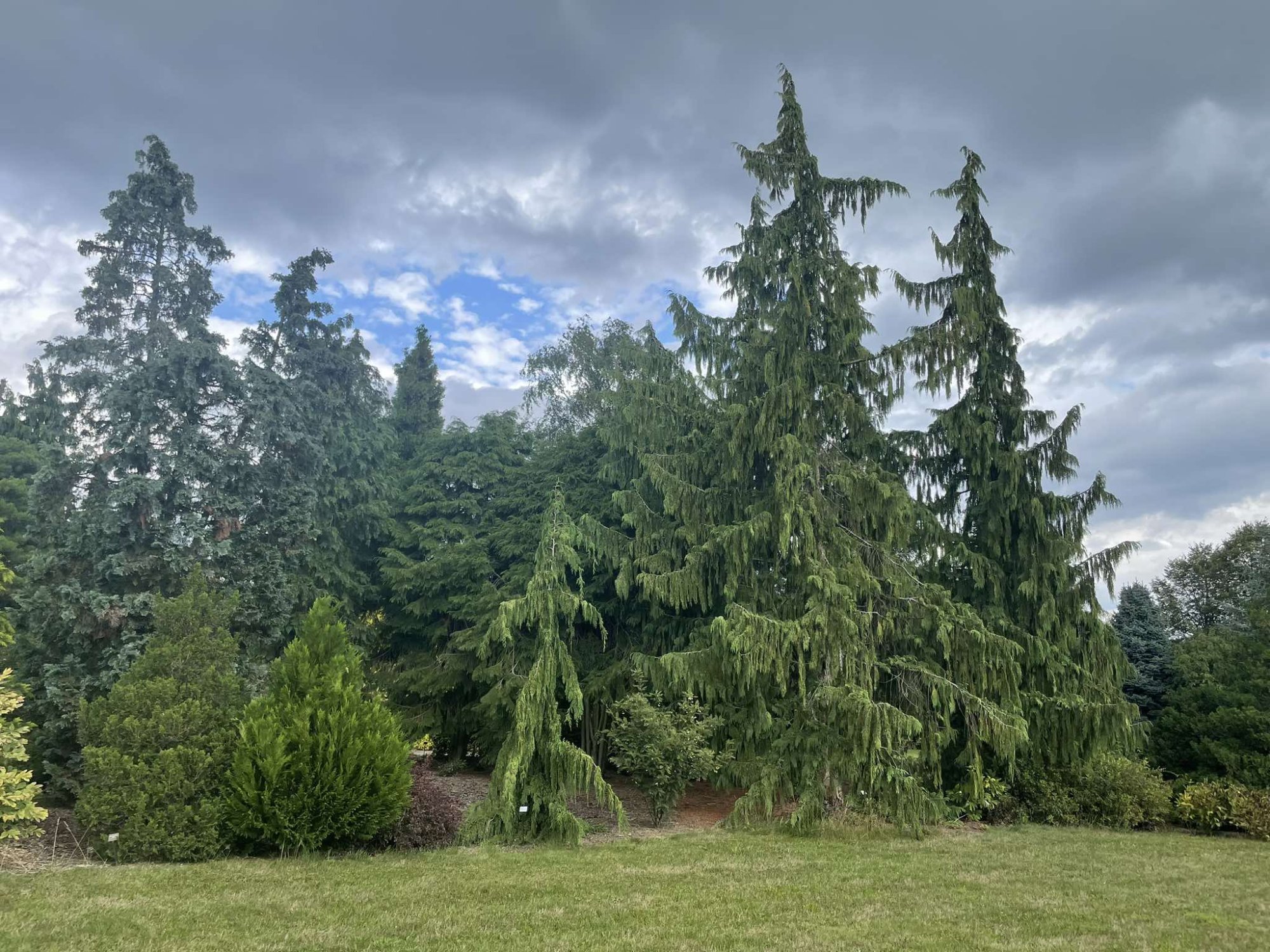 Výsadba stromů a keřů: Klíč k zelenější budoucnosti