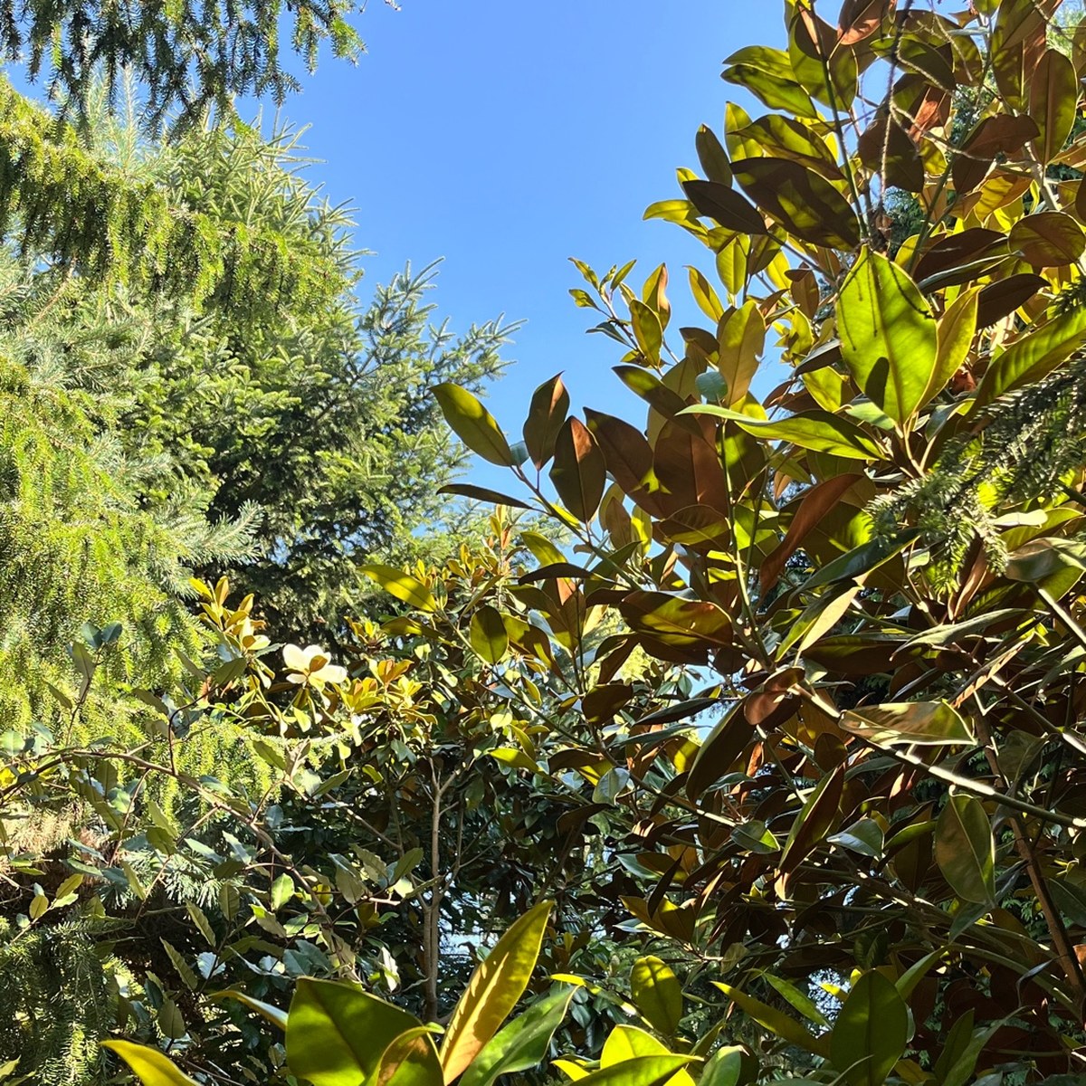 Stálezelená magnolie v české zahradě: jde to, když víte jak