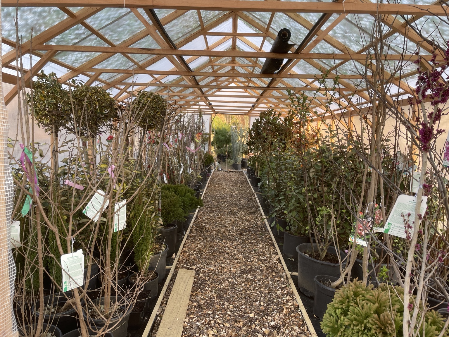 Neobvyklé dřeviny pro výjimečné zahrady