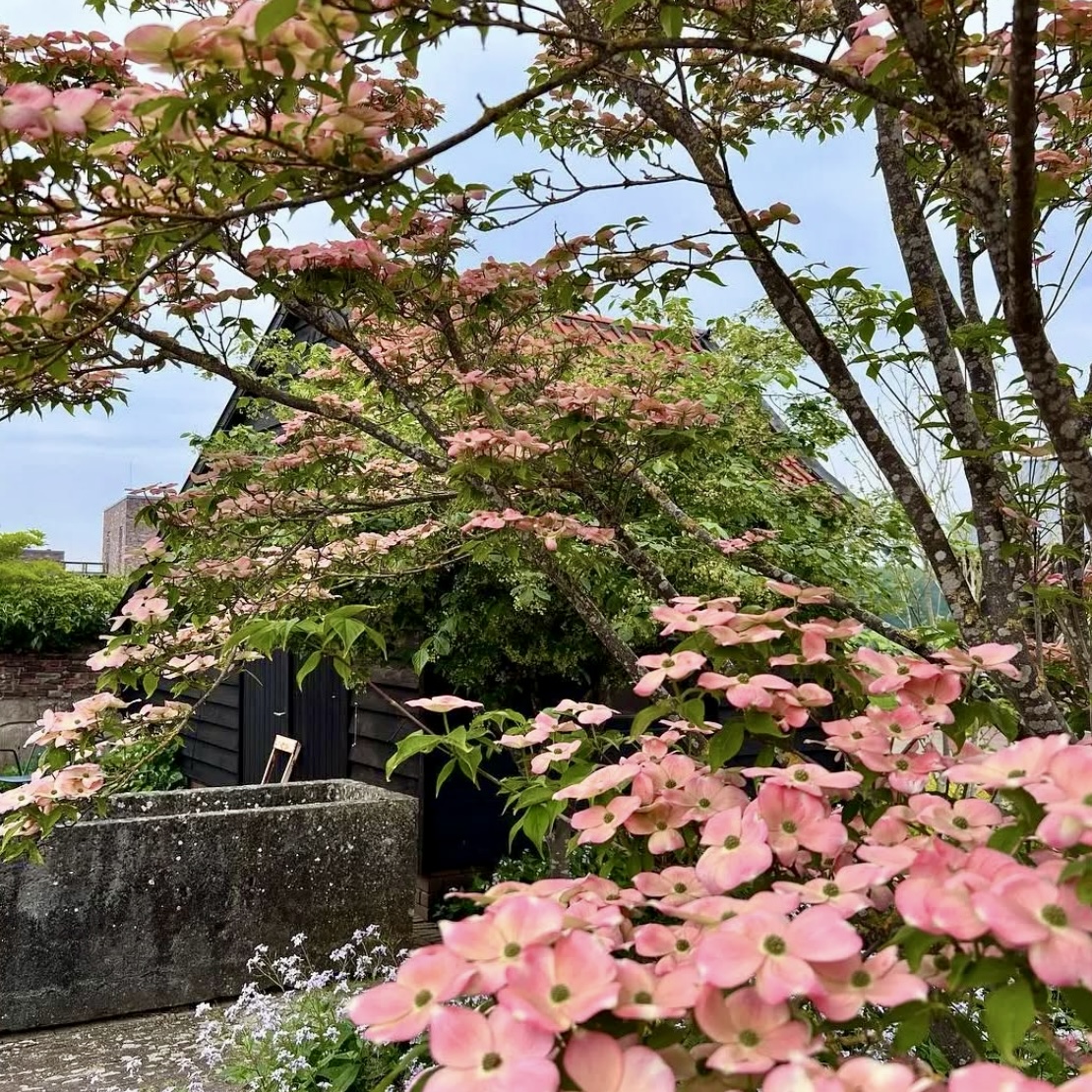 Růžově kvetoucí malé stromy do moderní zahrady: proč patří Cornus STELLAR PINK® mezi nejlepší volby