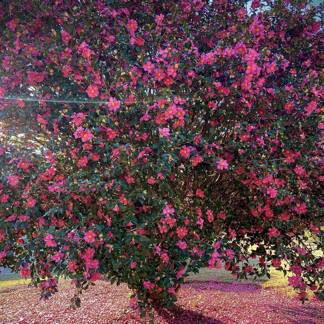 Kamélie v ČR? U nás v podhůří Šumavy (512 m n. m.) to funguje.