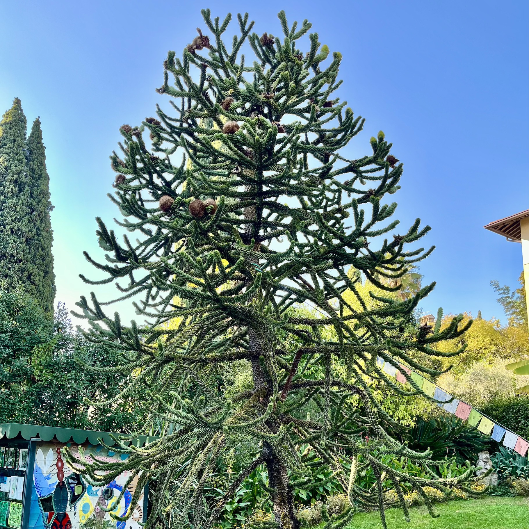 Blahočet čilský: strom, který přežil dinosaury