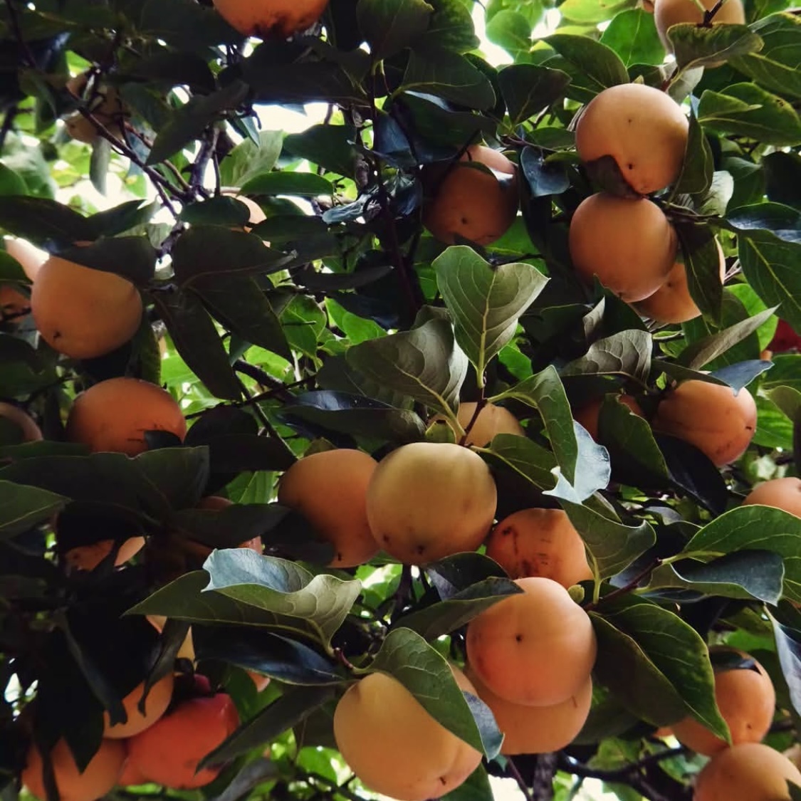 Jak pěstovat kaki: Tipy pro bohatou úrodu a zdravý růst