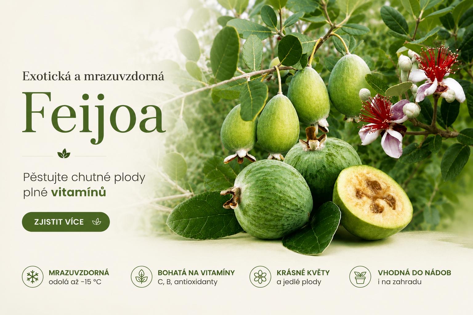 Mise feijoa