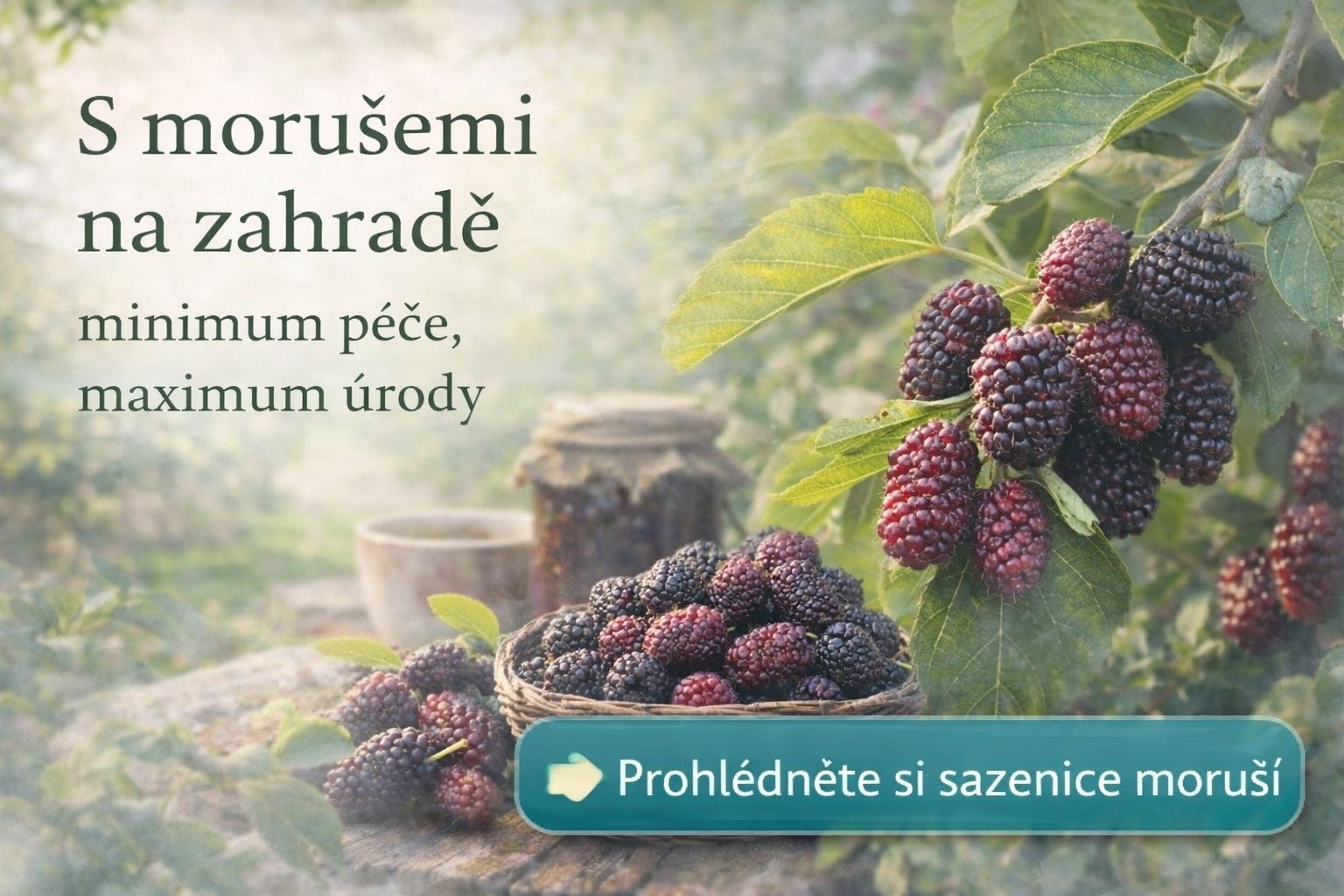 Moruše v zahradě