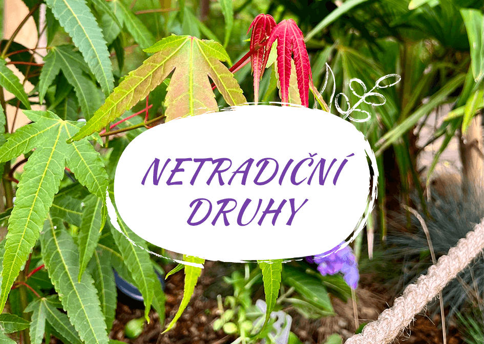 netradiční druhy
