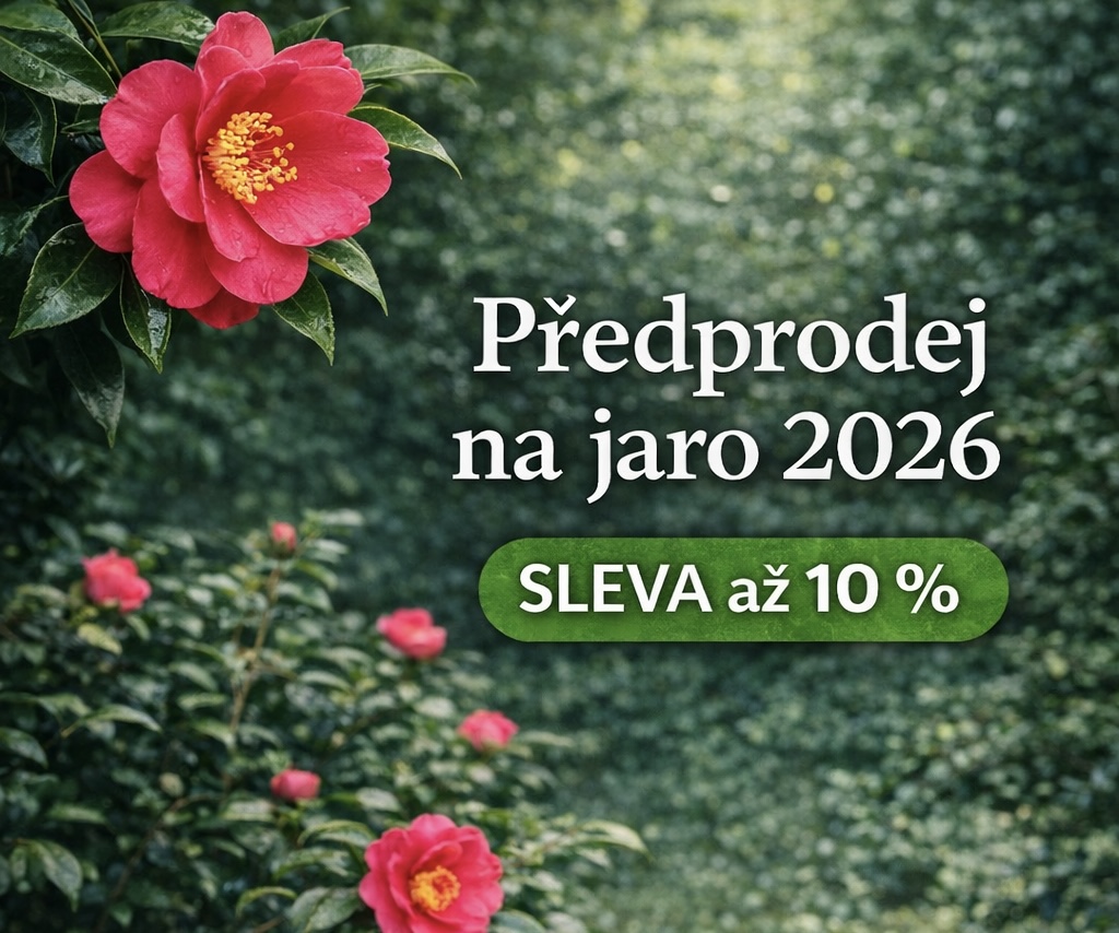 Předprodej 2026
