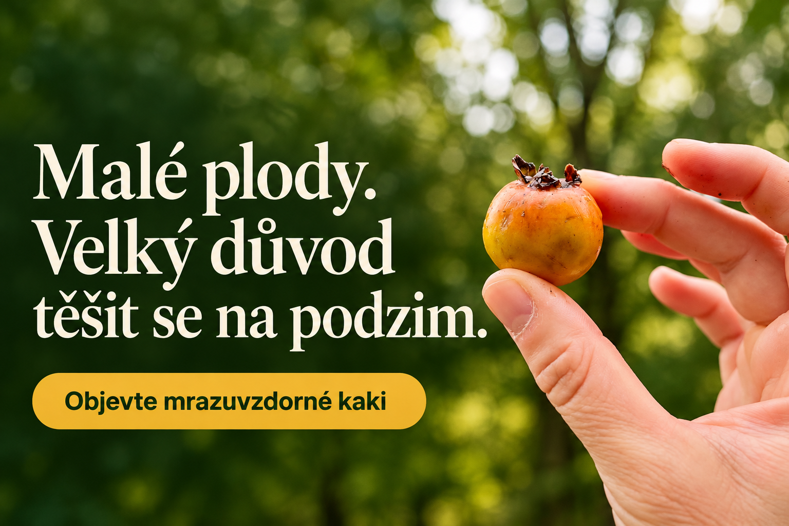 Diospyros virginiana - mrazuvzdorné kaki