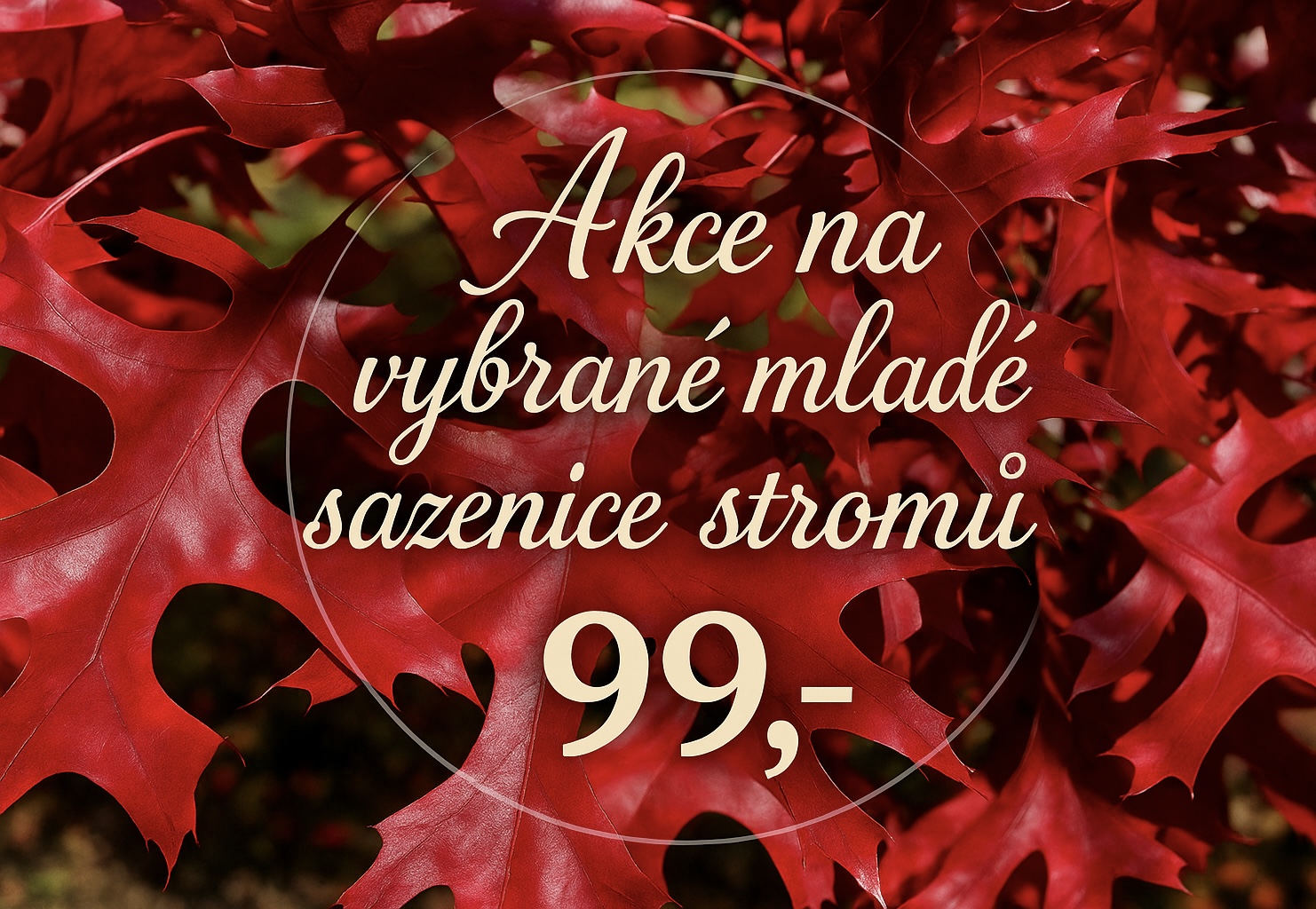 Akce 99,-