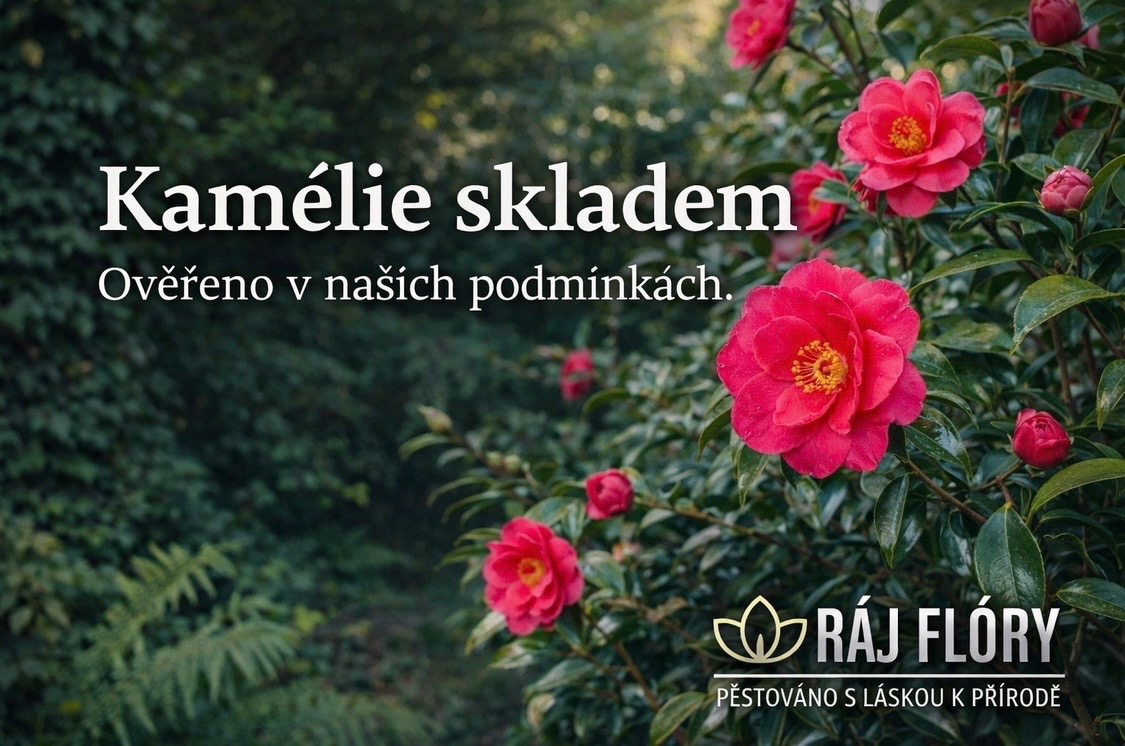 Kamélie skladem