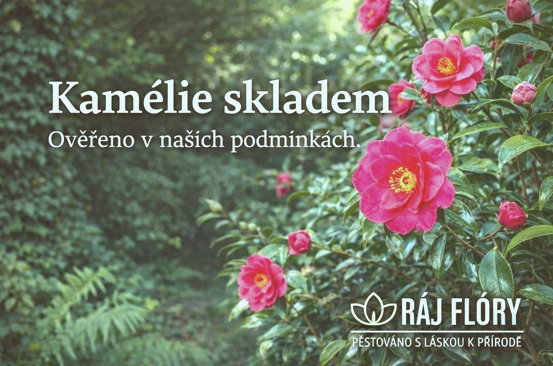 Kamélie skladem