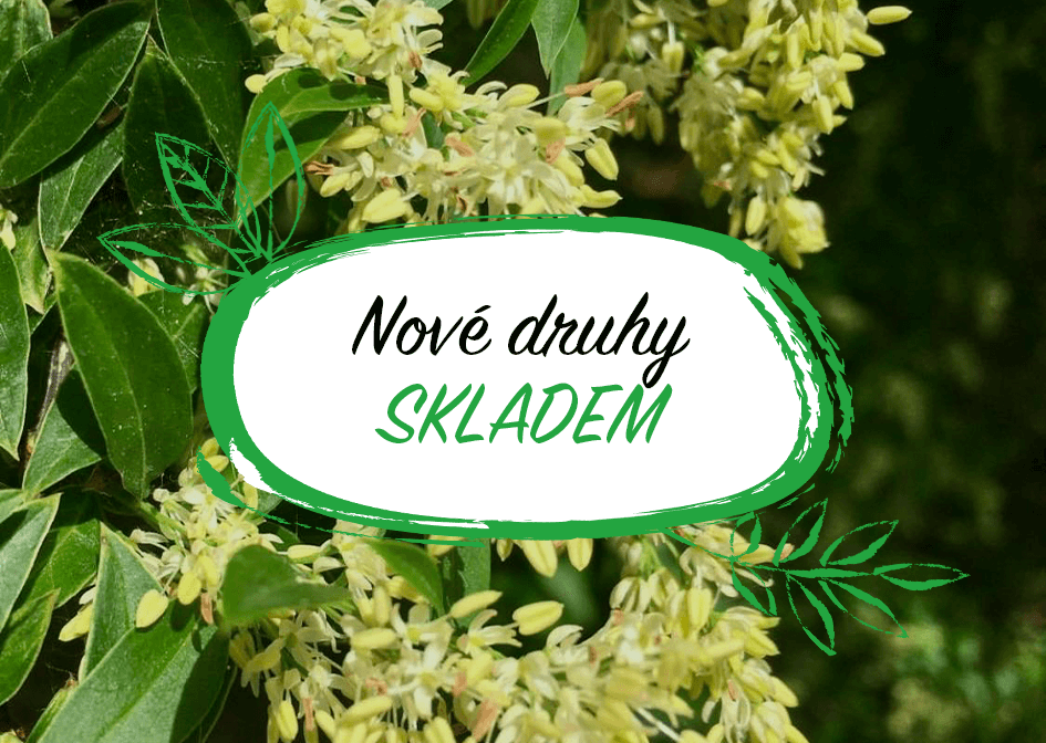 Nové druhy rostlin skladem