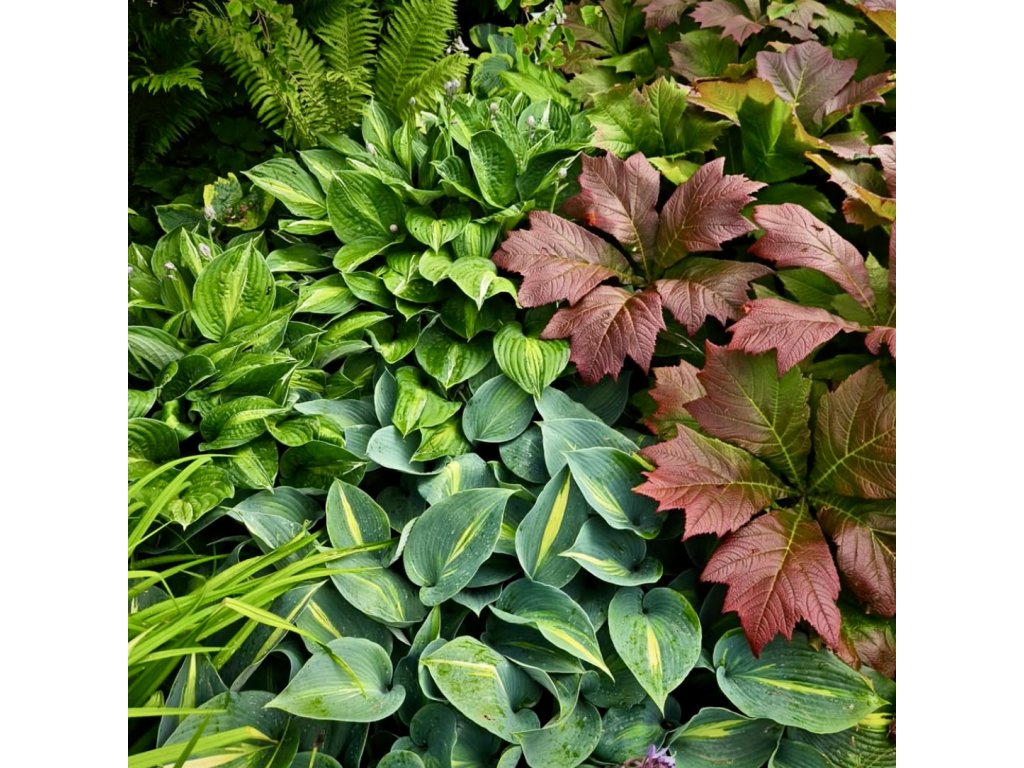 Rodgersie stopkolistá ´Rotlaub´ lat. Rodgersia podophylla  vlhkomilná trvalka s bronzovým rašením a krémovými květy