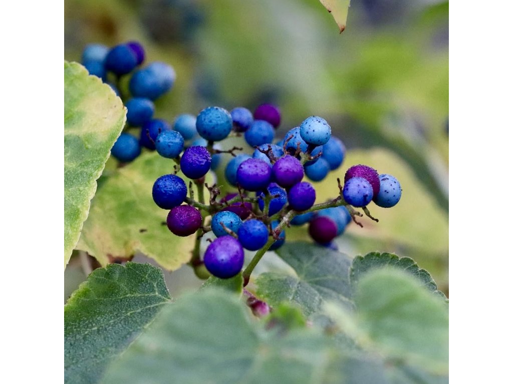 Réva Bodinierova lat. Ampelopsis bodinieri  s kovově modrými bobulemi ve shlucích