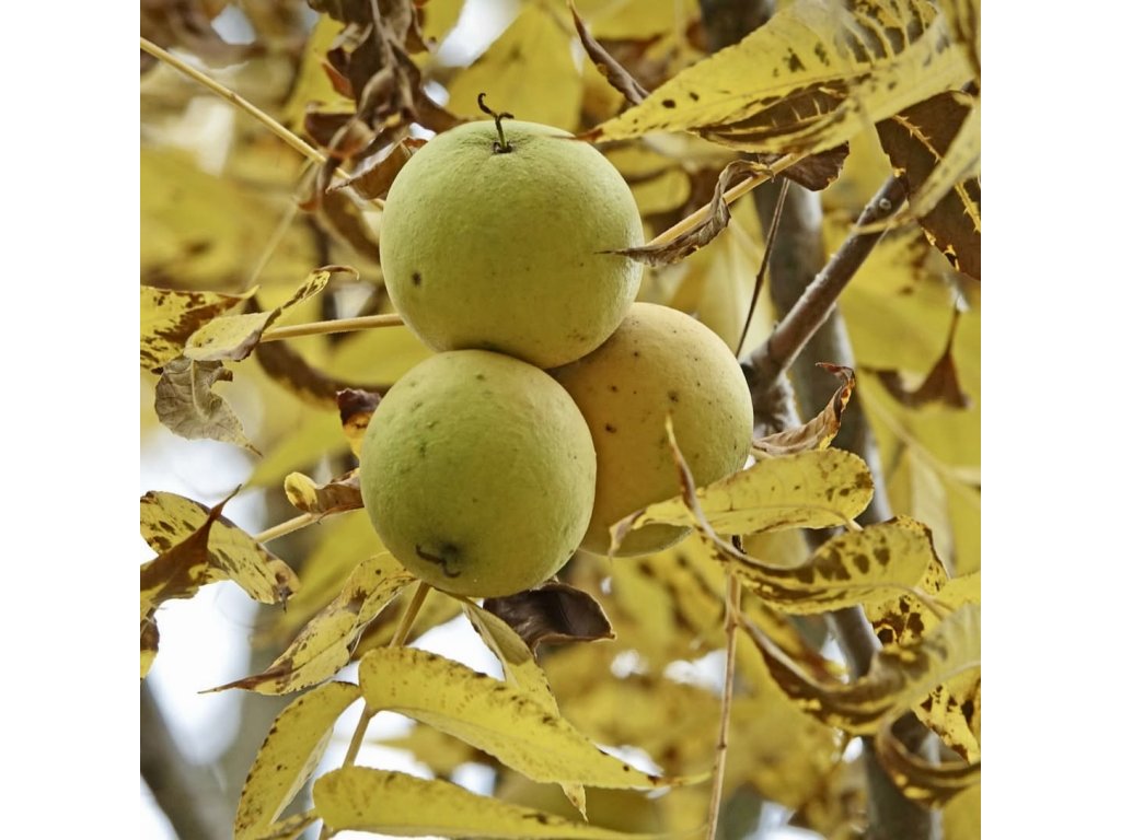 Ořechovec dřípatý lat. Carya laciniosa  jedlý, vzácný a mrazuvzdorný strom příbuzný pekanu
