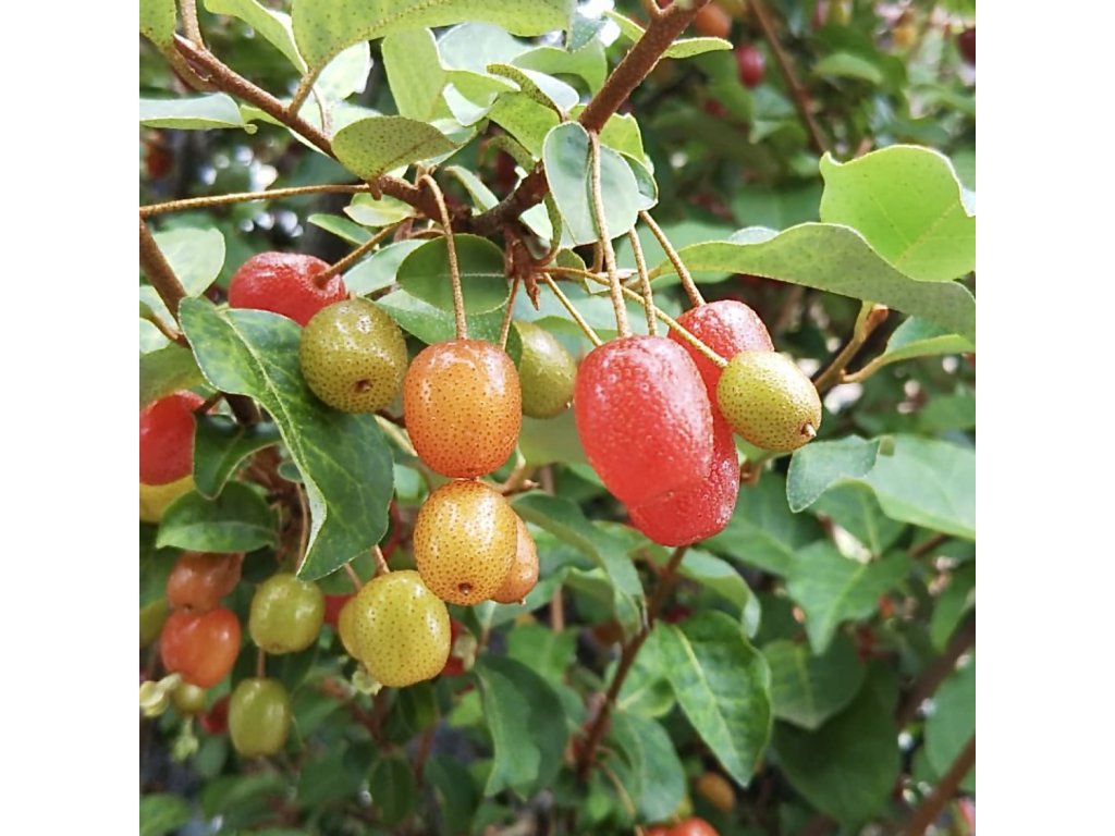 Hlošina mnohokvětá lat. Elaeagnus multiflora  vzácně nabízený keř s jedlými červenými plody bohatými na vitamín C