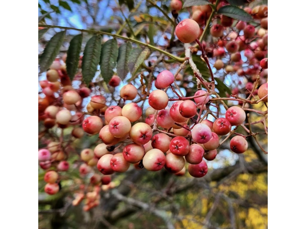 Jeřáb ‘Pearly King’ lat. Sorbus vilmorinii (plodové semenáče)  jeřáb s růžovo-bílými plody i pro sbírkové výsadby