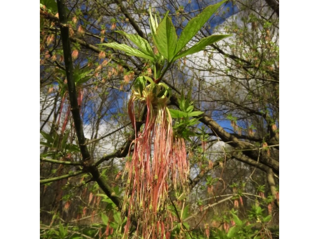 Jarní květenství javoru jasanolistého s dlouhými převislými prašníky