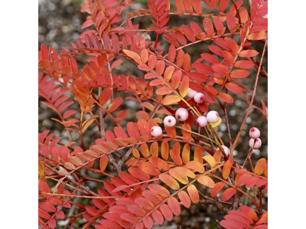 Jeřáb Vilmorinův lat. Sorbus vilmorinii  vzácný okrasný strom