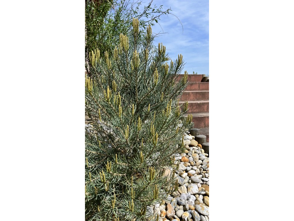 borovice jednolistá ´Tioga Pass´ lat. Pinus monophylla 40-60cm