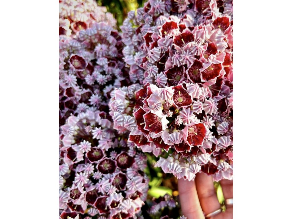 mamota širokolistá ´Black Label´ lat. Kalmia latifolia
