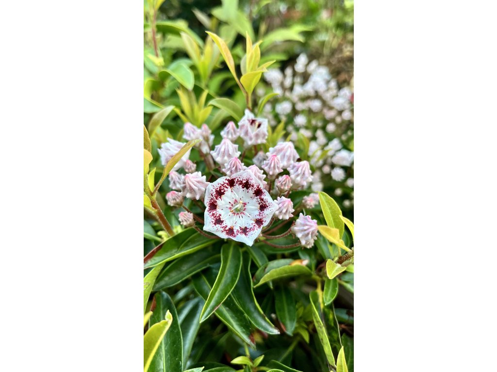 mamota širokolistá ´Nani´ lat. Kalmia latifolia