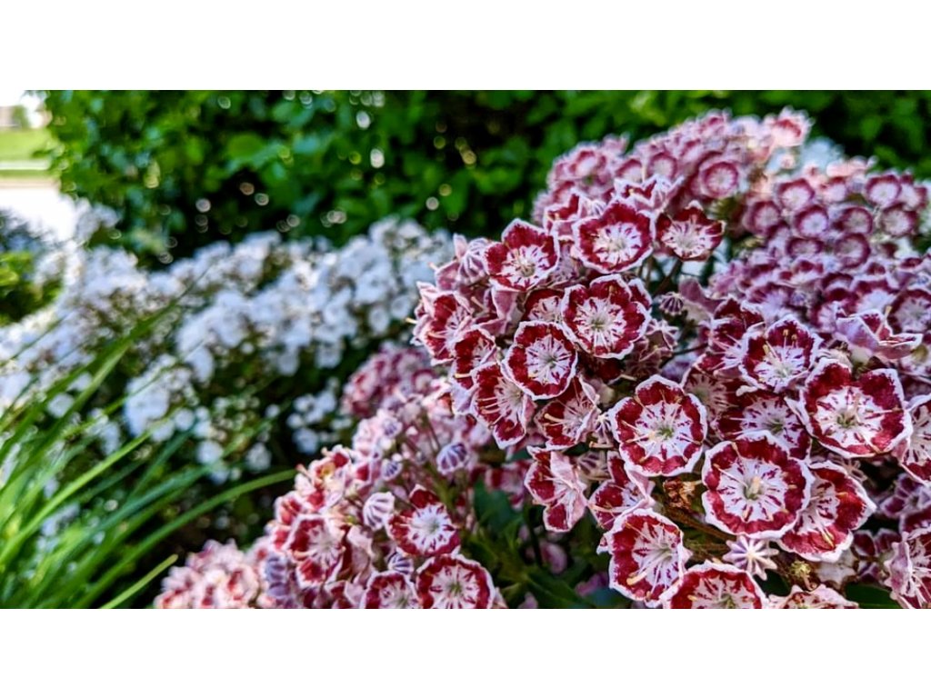 mamota širokolistá ´Bandeau´ lat. Kalmia latifolia