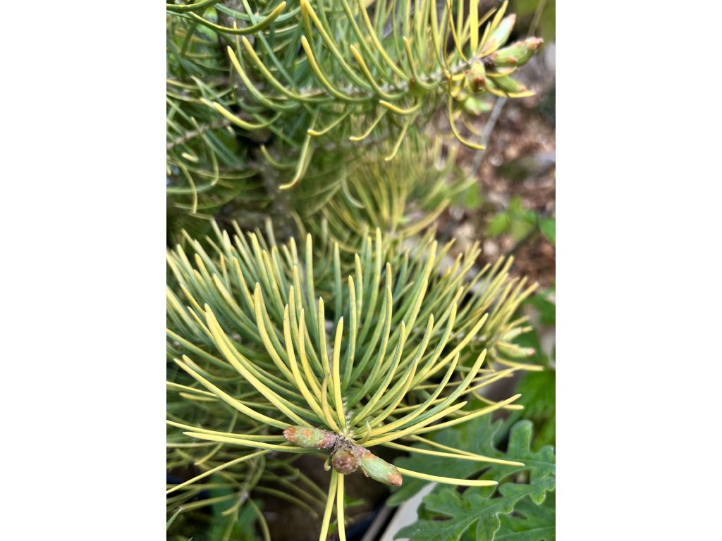 jedle ojíněná 'Aurea' lat. Abies concolor 20-50 cm