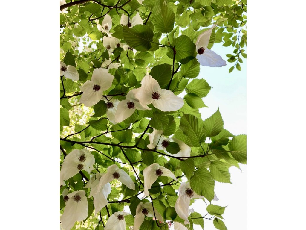 davídie listenová lat. Davidia involucrata  60-80 cm