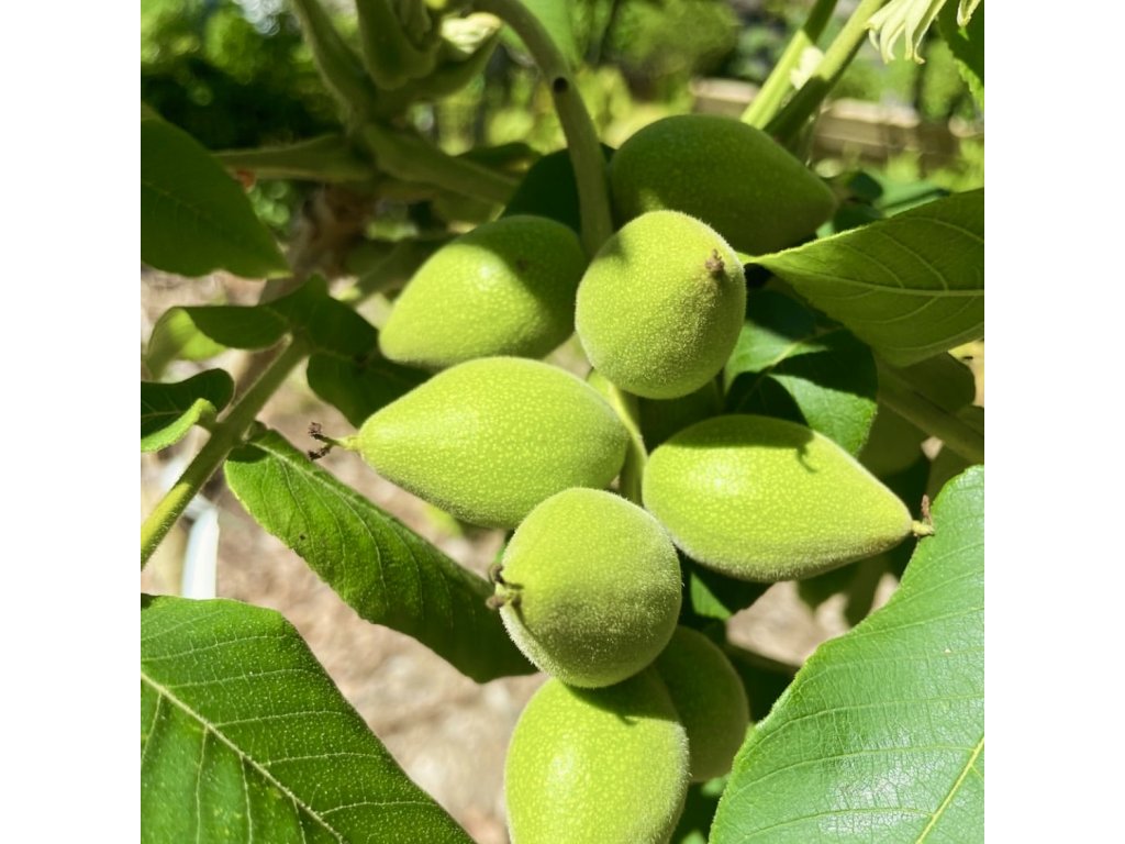 ořešák popelavý ´Cordiformis´ lat. Juglans cinerea syn. Buartnut 40-50 cm