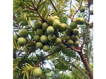 Torreya nucifera