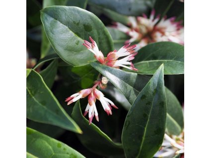 masoplodka ´Winter Gem´ lat. Sarcococca hookeriana var. humilis