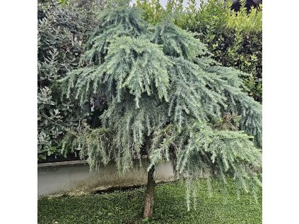cedr himalájský ´Feeling Blue´ lat. Cedrus deodara 1/2 půlkmen