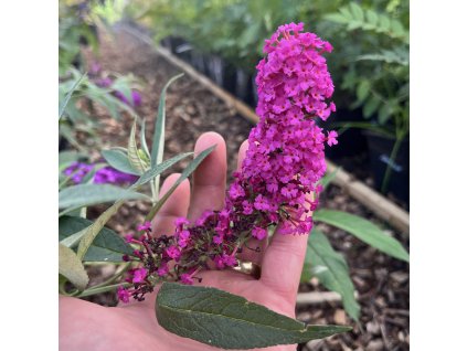 komule davidova ´Summer Kids ® 'Mats Magic Red´ lat. Buddleja davidii