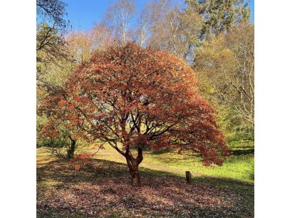 Acer griseum 1jpg