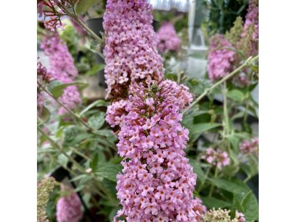 komule davidova ´Pink Panther´ lat. Buddleja davidii