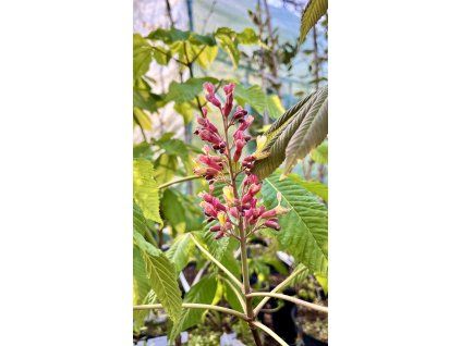 Jírovec pávie lat. Aesculus pavia
