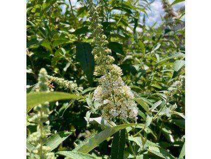 Komule davidova ´Marbled White´ lat. Buddleja davidii