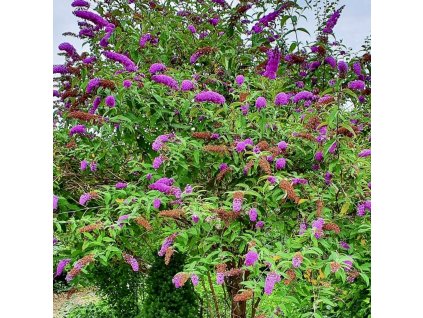 komule davidova ´Niobe´ lat. Buddleja davidii