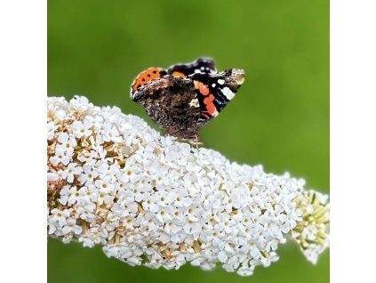 komule davidova ´White Chip´ lat. Buddleja davidii