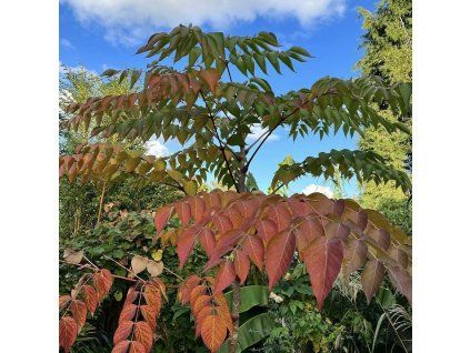 Arálie štíhlá lat. Aralia elata 20-40cm