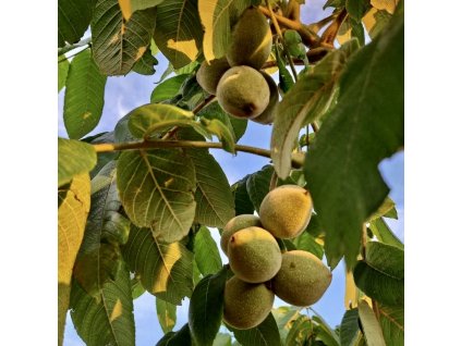 Ořešák japonský lat. Juglans ailantifolia 20-40Cm  Ořešák s velmi chutnými plody a s vysokou mrazuvzdorností