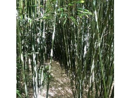 Listoklasec Bissetův lat. Phyllostachys bissetii hustě rostoucí mrazuvzdorný bambus