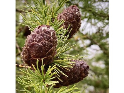Modřín dahurský lat. Larix gmelinii opadavý jehličnan s extrémní mrazuvzdorností