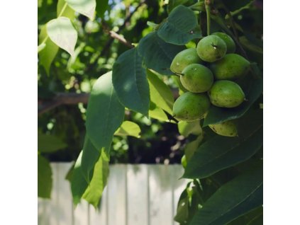 Ořešák mandžuský lat. Juglans mandshurica 30-50 cm