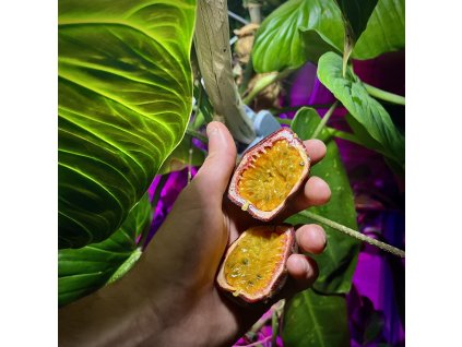 Mučenka jedlá lat. Passiflora edulis liána s ovocem plným vůní a chutí tropů