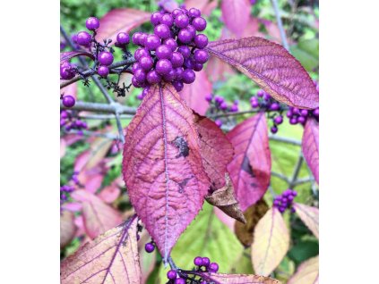callicarpa bodinieri2